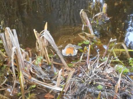 Frühlingsbad - Udo Pütsch - auf - Array - Frühlingsbad - Udo Pütsch - auf - Array -