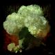 Hortensie - Anke Brehm - - auf - Blumen-Stillleben - Hortensie - Anke Brehm - - auf - Blumen-Stillleben -