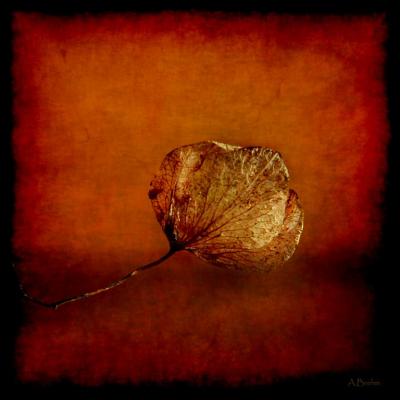 Vergänglich - Anke Brehm - Array auf - Array - Vergänglich - Anke Brehm - Array auf - Array -