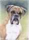 Boxer Portrait - Nicole Zeug - Zeichnung auf - Tiere - Boxer Portrait - Nicole Zeug - Zeichnung auf - Tiere -