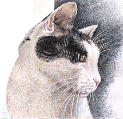 Katzenblick - Nicole Zeug - Array auf - Array - Katzenblick - Nicole Zeug - Array auf - Array -