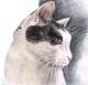 Katzenblick - Nicole Zeug - Farbstift auf - Katzen - Katzenblick - Nicole Zeug - Farbstift auf - Katzen -