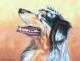 Australian Shepherd - Nicole Zeug - Ãl auf - Hunde - Australian Shepherd - Nicole Zeug - Ãl auf - Hunde -