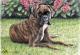 Boxer im Garten - Nicole Zeug - Farbstift auf - Hunde - Boxer im Garten - Nicole Zeug - Farbstift auf - Hunde -
