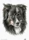 Border Collie 2 - Nicole Zeug - Zeichnung auf - Hunde - Border Collie 2 - Nicole Zeug - Zeichnung auf - Hunde -