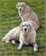 Golden Retriever 2 - Nicole Zeug - Zeichnung auf - Hunde - Golden Retriever 2 - Nicole Zeug - Zeichnung auf - Hunde -