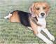 Beagle im Gras - Nicole Zeug - Farbstift auf - Hunde - Beagle im Gras - Nicole Zeug - Farbstift auf - Hunde -