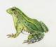 Frosch - Karin Liste - Farbstift auf - Tiere - Frosch - Karin Liste - Farbstift auf - Tiere -
