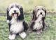 Bearded Collies - Nicole Zeug - Zeichnung auf - Hunde - Bearded Collies - Nicole Zeug - Zeichnung auf - Hunde -