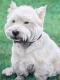 White West Highland Terrier - Nicole Zeug - - auf - Hunde - White West Highland Terrier - Nicole Zeug - - auf - Hunde -