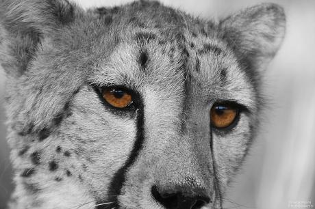 Augen - Stefan Sander - Array auf - Array - Augen - Stefan Sander - Array auf - Array -