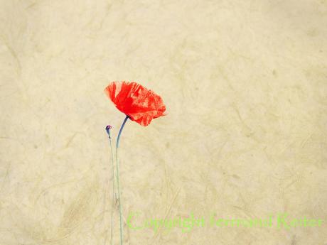 Mohnblume - fernand Reiter - auf - - Mohnblume - fernand Reiter - auf - -