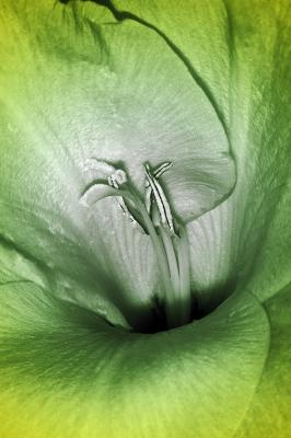 Blütenstengel - fernand Reiter - auf - Array - Blütenstengel - fernand Reiter - auf - Array -