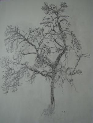 Großer Frühlingsbaum - Sylvia Rudolph - Array auf - Array - Großer Frühlingsbaum - Sylvia Rudolph - Array auf - Array -