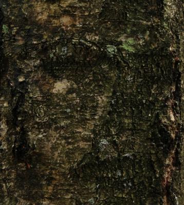 --- - robert schery - auf - Array - --- - robert schery - auf - Array -