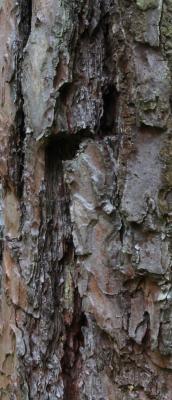 --- - robert schery - auf - Array - --- - robert schery - auf - Array -