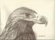 Adler - Ralf König - Farbstift auf - Vögel - Adler - Ralf König - Farbstift auf - Vögel -