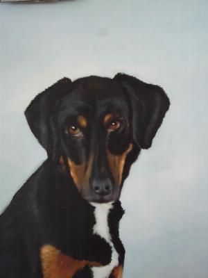 Portrait - Zdravko Radenkovic - Array auf Array - - Portrait - Zdravko Radenkovic - Array auf Array - -