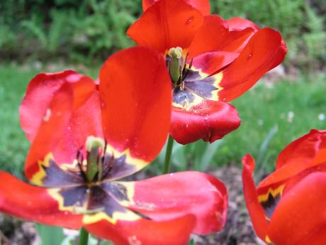 Rote Blume - Frank Schulte - auf - Array - Rote Blume - Frank Schulte - auf - Array -