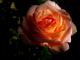 \Rose bei Nacht\--- - Mario Wiltzsch - - auf - Natur-Stillleben - \Rose bei Nacht\--- - Mario Wiltzsch - - auf - Natur-Stillleben -