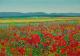 Mohn.Felder.Berge - Fred Hahn - Ãl auf Nessel - Berge-Himmel-Wald-Wiese-Sommer - Gegenständlich Mohn.Felder.Berge - Fred Hahn - Ãl auf Nessel - Berge-Himmel-Wald-Wiese-Sommer - Gegenständlich