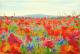 Brockenmohn - Fred Hahn - auf Nessel - Berge-Himmel-Wald-Wiese-Sommer - Gegenständlich Brockenmohn - Fred Hahn - auf Nessel - Berge-Himmel-Wald-Wiese-Sommer - Gegenständlich