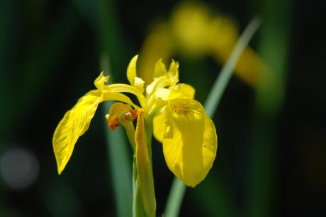 Yellow Flower - Peter Lustig -  auf  - Array - 