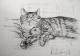 Katze Scippy - Laura Schwarz - Kohle auf - Katzen - Naturalismus-Realismus Katze Scippy - Laura Schwarz - Kohle auf - Katzen - Naturalismus-Realismus