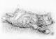 Relaxing Cat - Nicole Zeug - Bleistift auf - Haustiere - Relaxing Cat - Nicole Zeug - Bleistift auf - Haustiere -