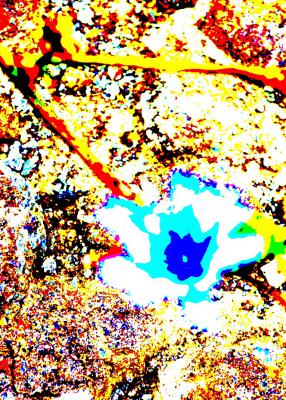 ---Blauer Stern - Art dELLaS - Array auf - Array - ---Blauer Stern - Art dELLaS - Array auf - Array -