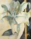 Lilie 1 Lilie 1