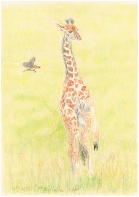 Baby-Giraffe - Claudia Lüthi - Array auf - Array - Baby-Giraffe - Claudia Lüthi - Array auf - Array -
